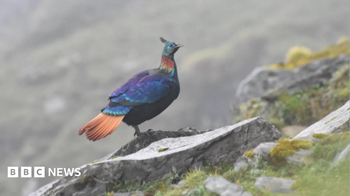 Himalayan Monal Bird Changes Voice Amid Rising Human Activity