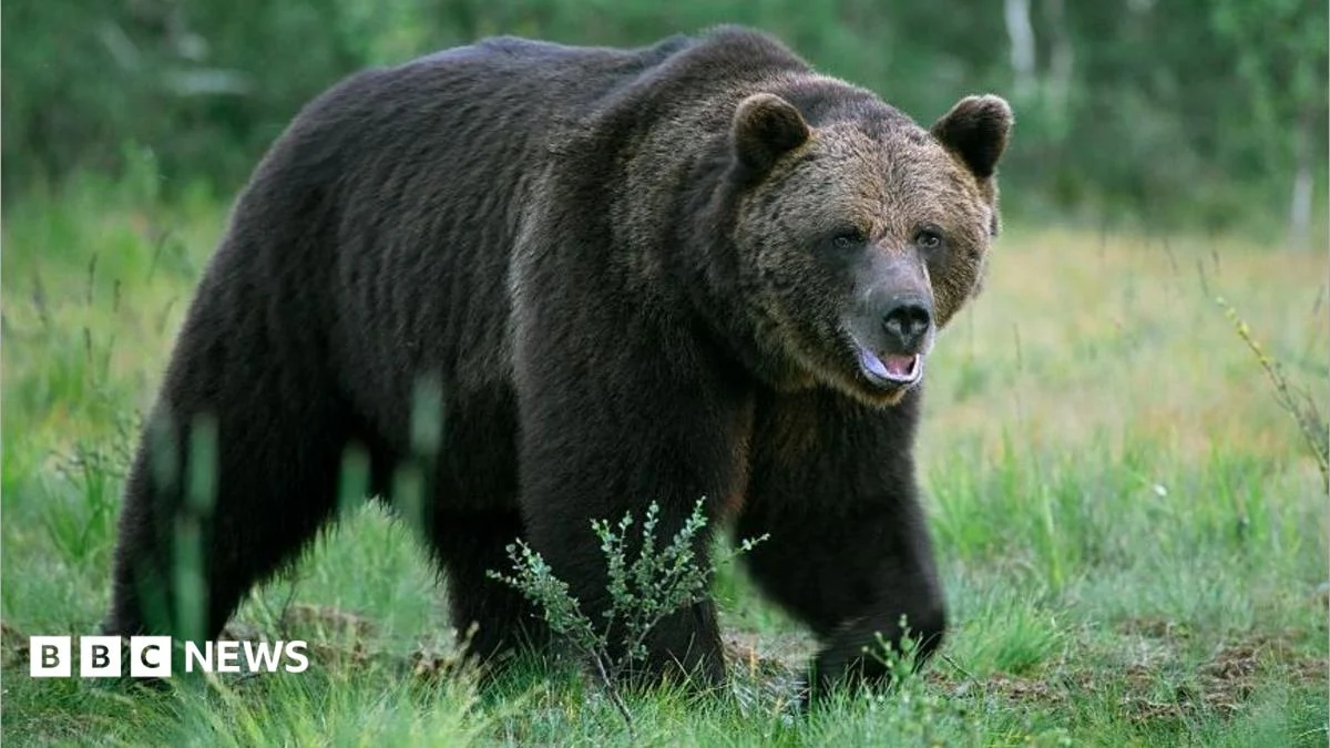 Bear Attack Kills Man Near Mongolian Capital