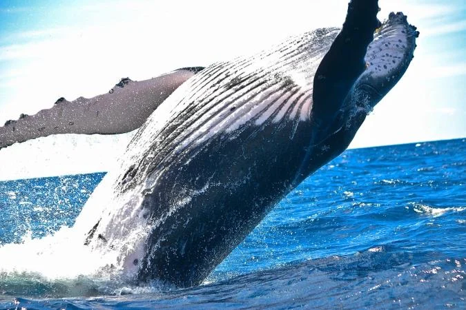 Bitcoin Whale Moves $378 Million After Sitting Through 2020 Crash