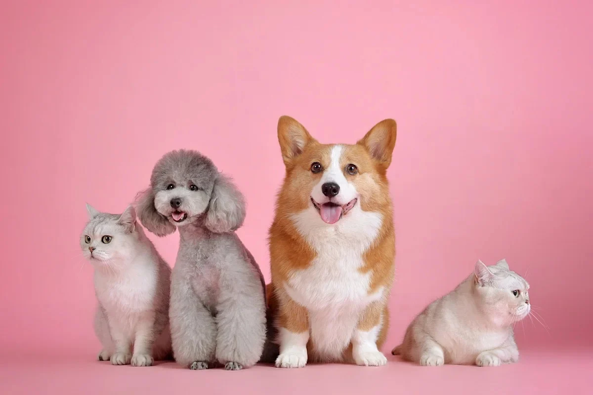 Chewy vs Petco: Growth Story or Turnaround Bet?