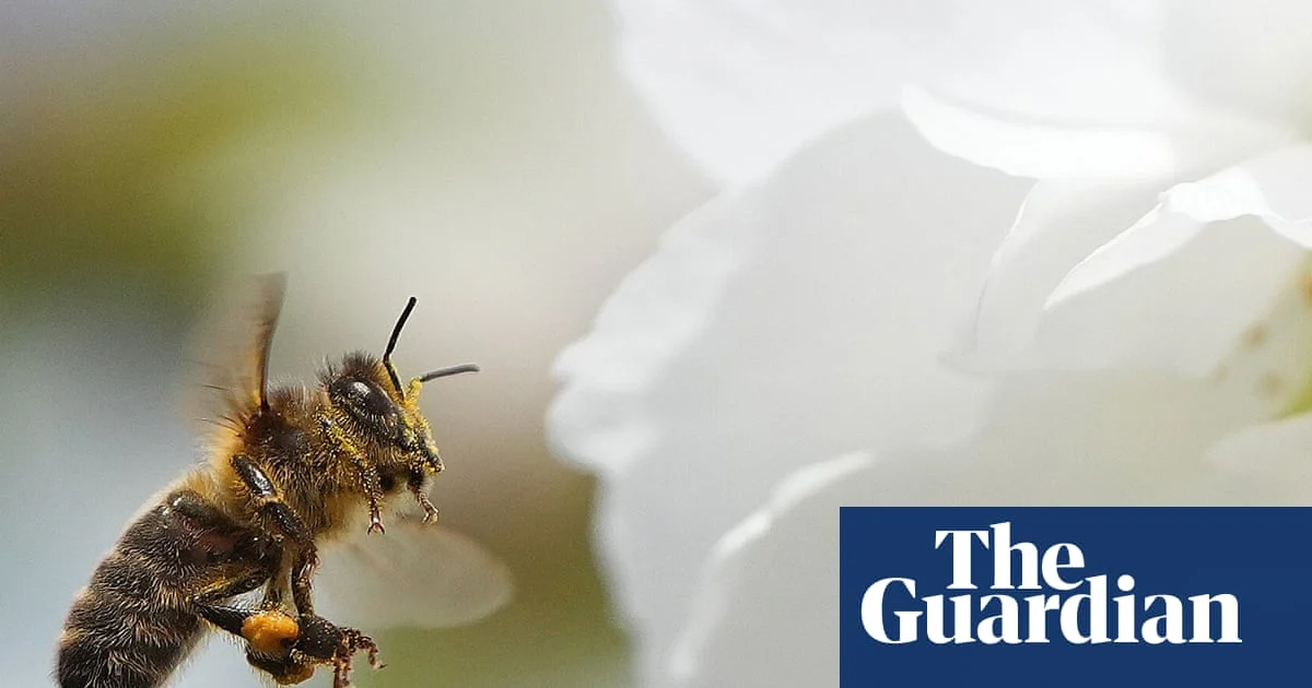 Study Finds Most of Europe’s Wild Bee Species in Decline