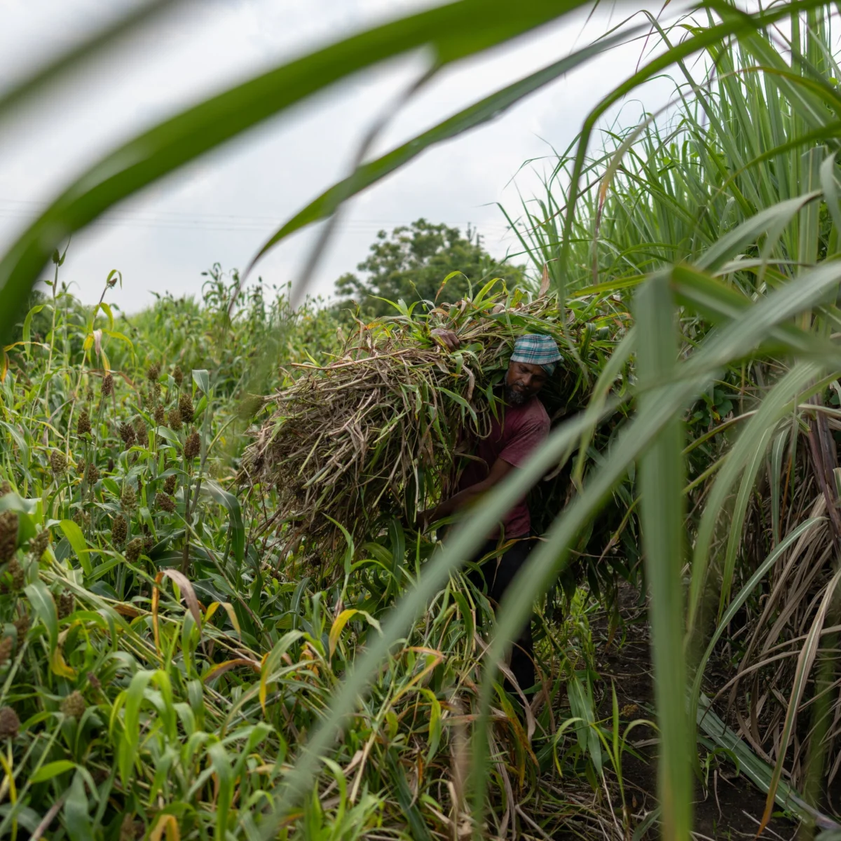 El Niño Threatens Global Sugar Supply, India Crop Hit