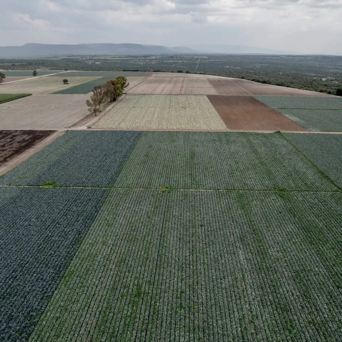 FDA Finds Cyclospora at Taylor Farms Facility in Mexico