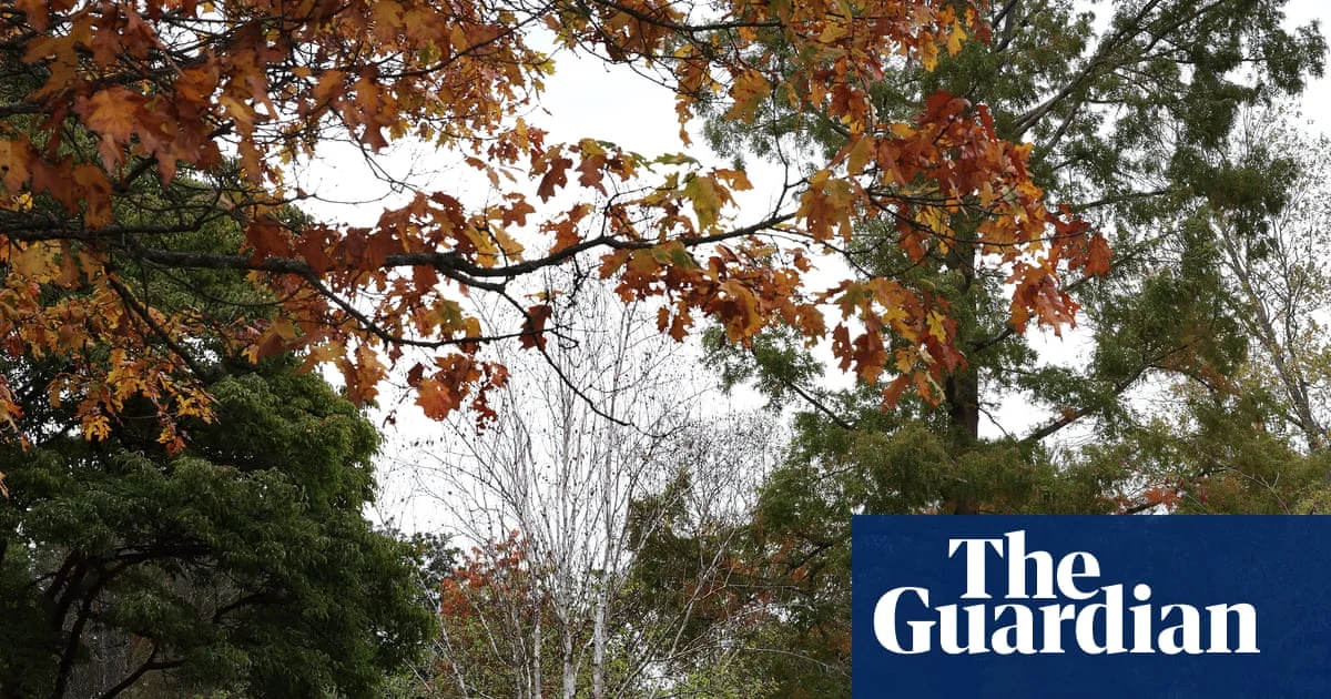 False autumn: UK trees drop leaves early after heatwave stress