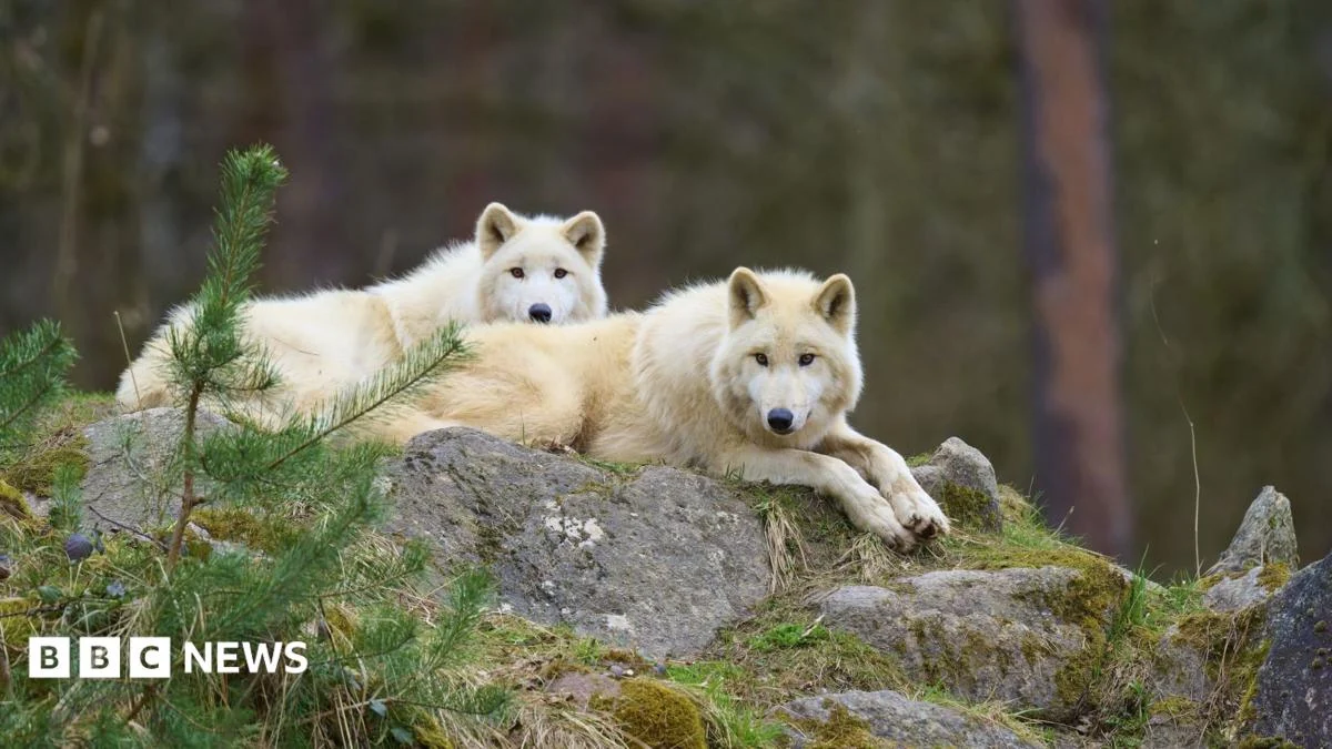 Girl seriously injured in wolf attack at German wildlife park