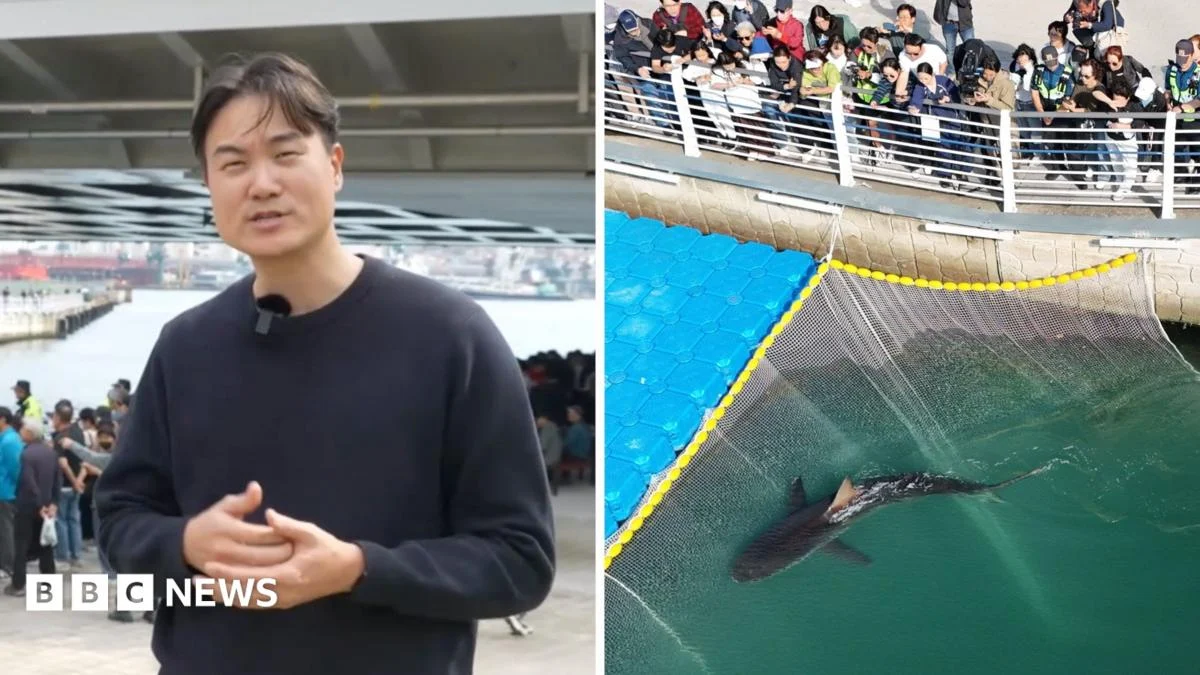 Shark Rescued From South Korean Canal After Crowds Gather