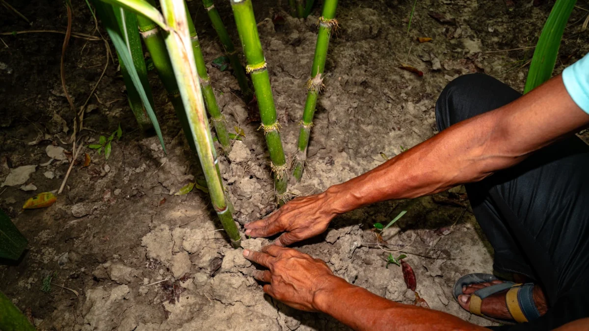 El Niño Threatens India’s Economy and Food Security
