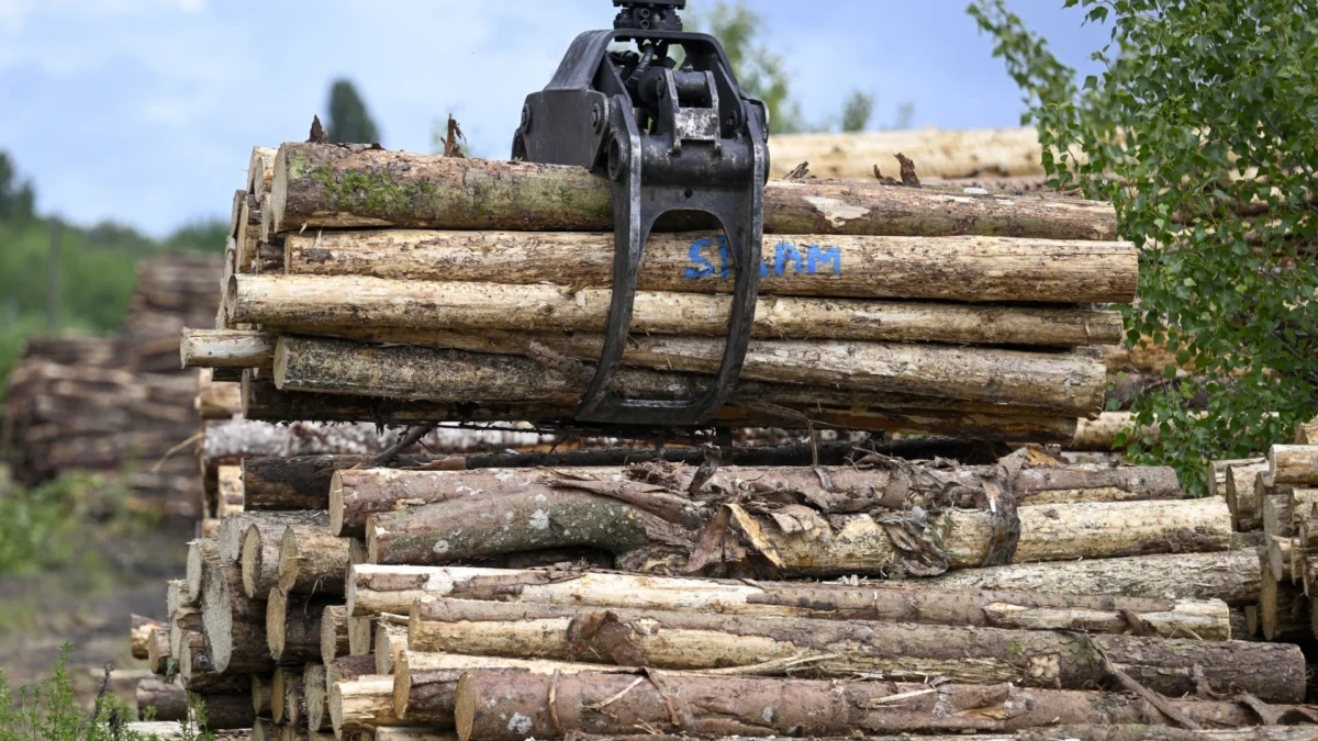 Investors Pour Billions into U.S. Timberland as Long-Term Bet