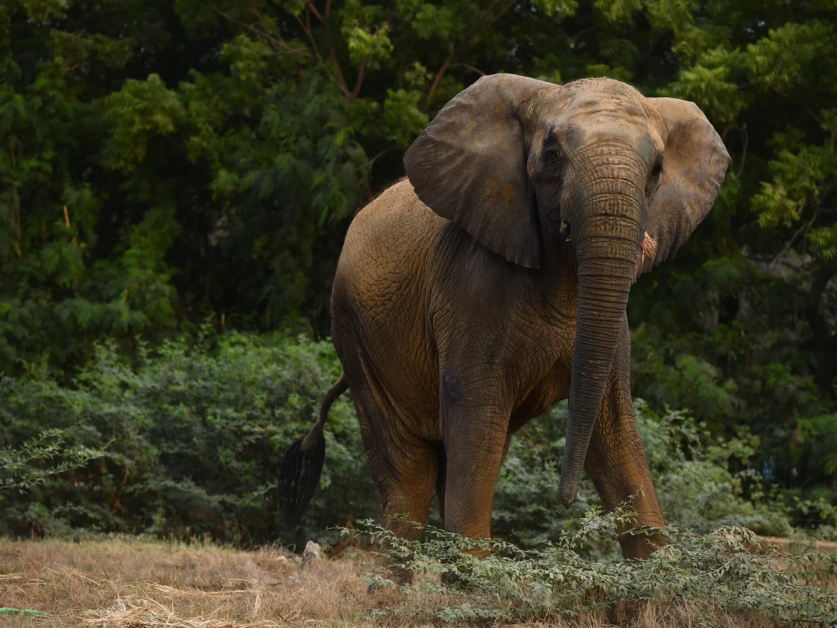 Karachi’s Last Two Elephants Remain in Captivity