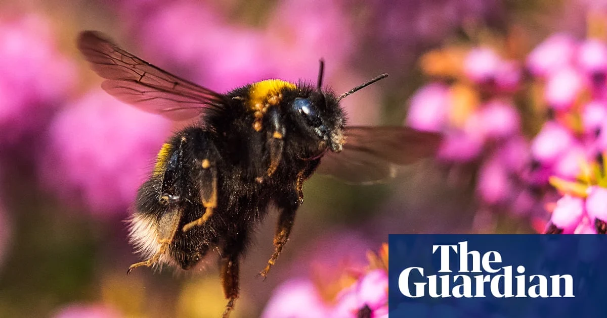 UK Banknotes to Feature Barn Owls, Bees, Puffins and Hedgehogs