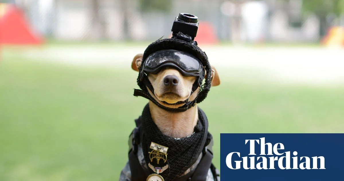 Mexico Debuts Chihuahua National Guard Canine Recruit