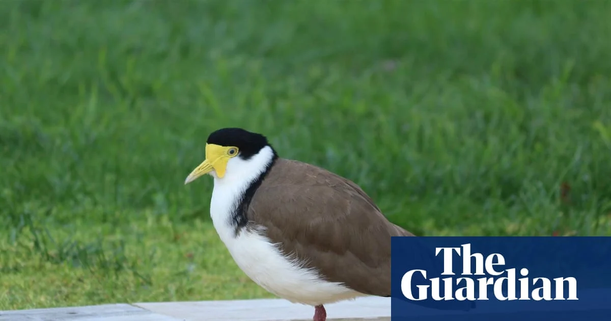 Masked Lapwing Nests on Tasmanian Cricket Ground