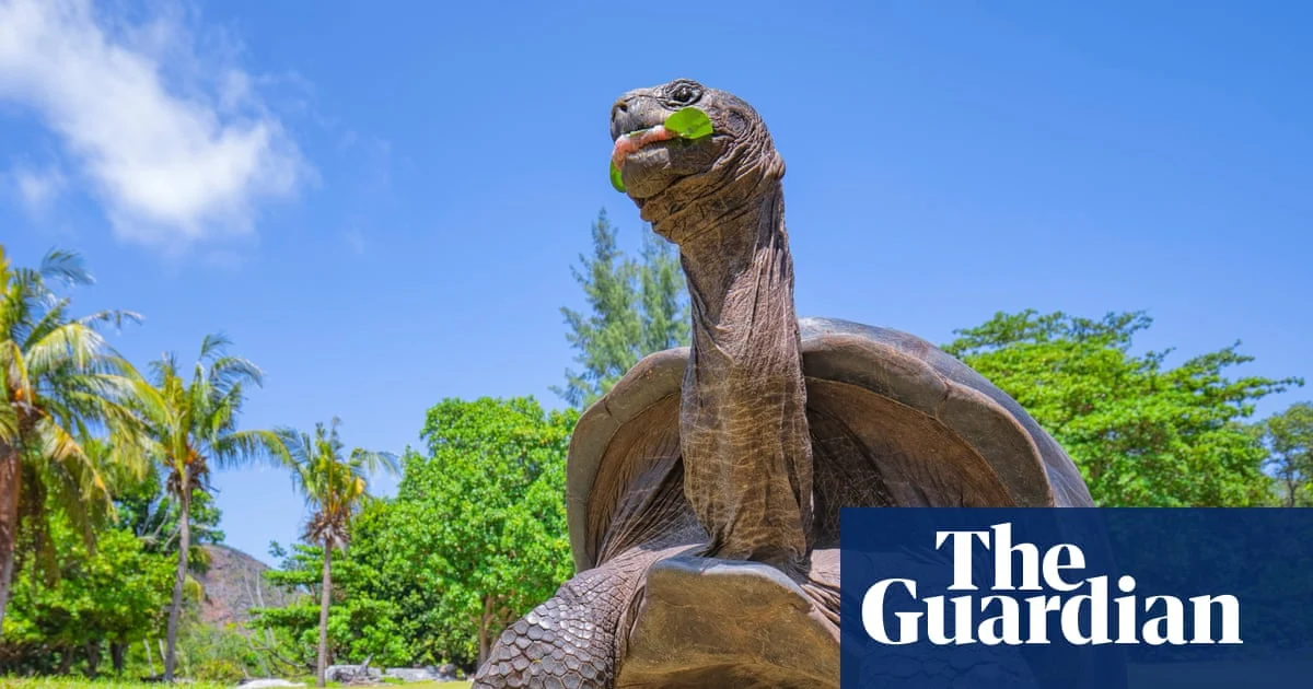 Seychelles Giant Tortoises Reach Record 180,000 Population