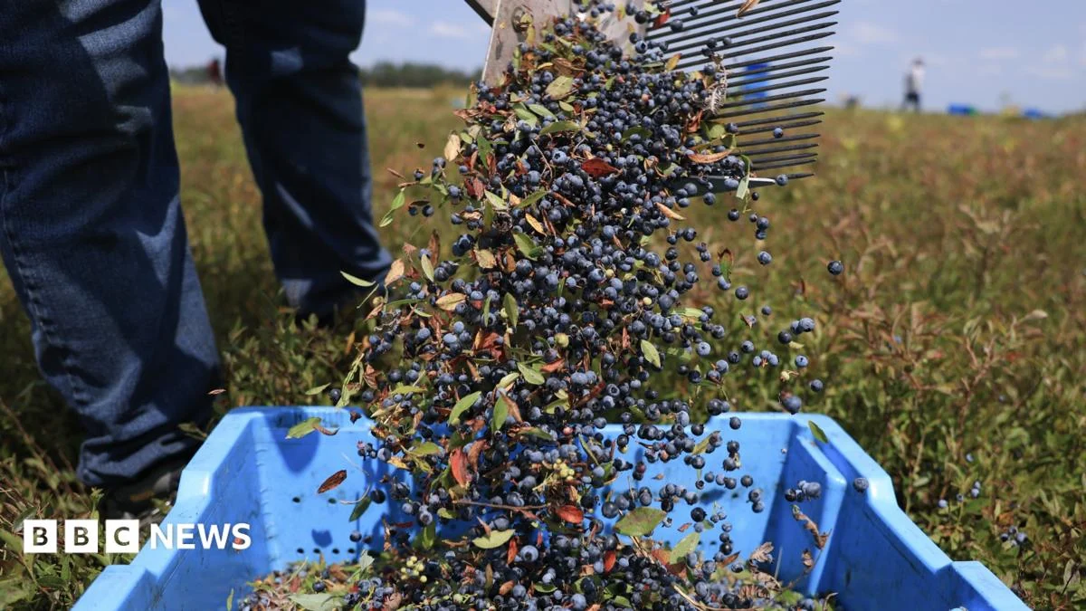 AI Helps Farmers Decide When to Harvest Fruit