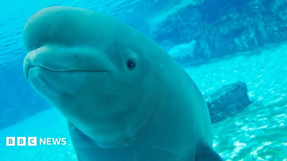 Canada’s Rescued Belugas Face Uncertain Future After Deaths