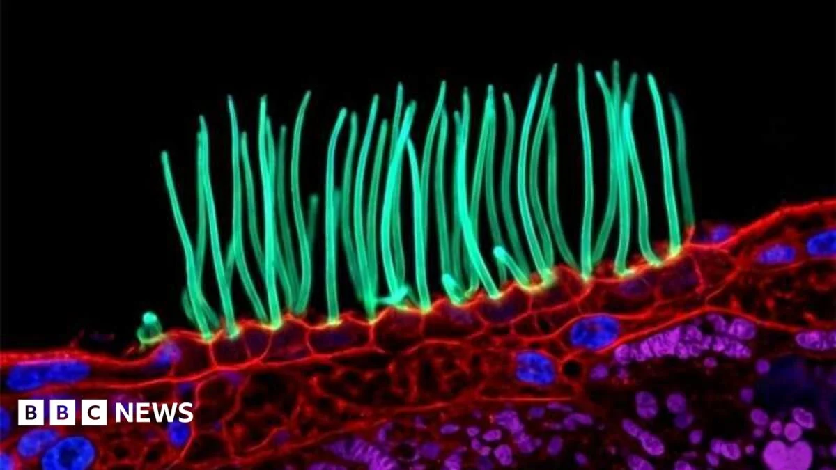 Tiny Image Sparks Big Backlash in Nikon Photo Contest