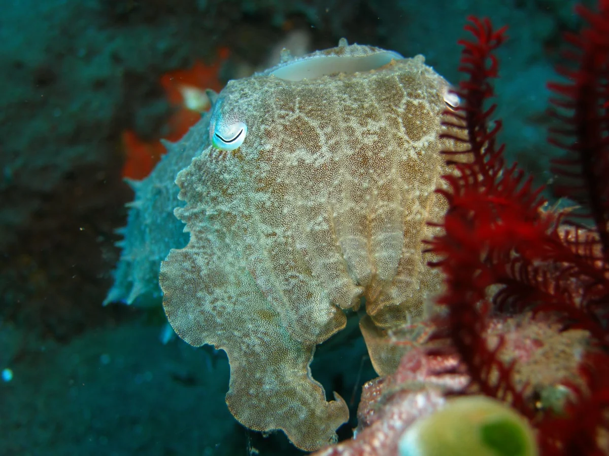 Cuttlefish Camouflage Secrets Studied by Scientists