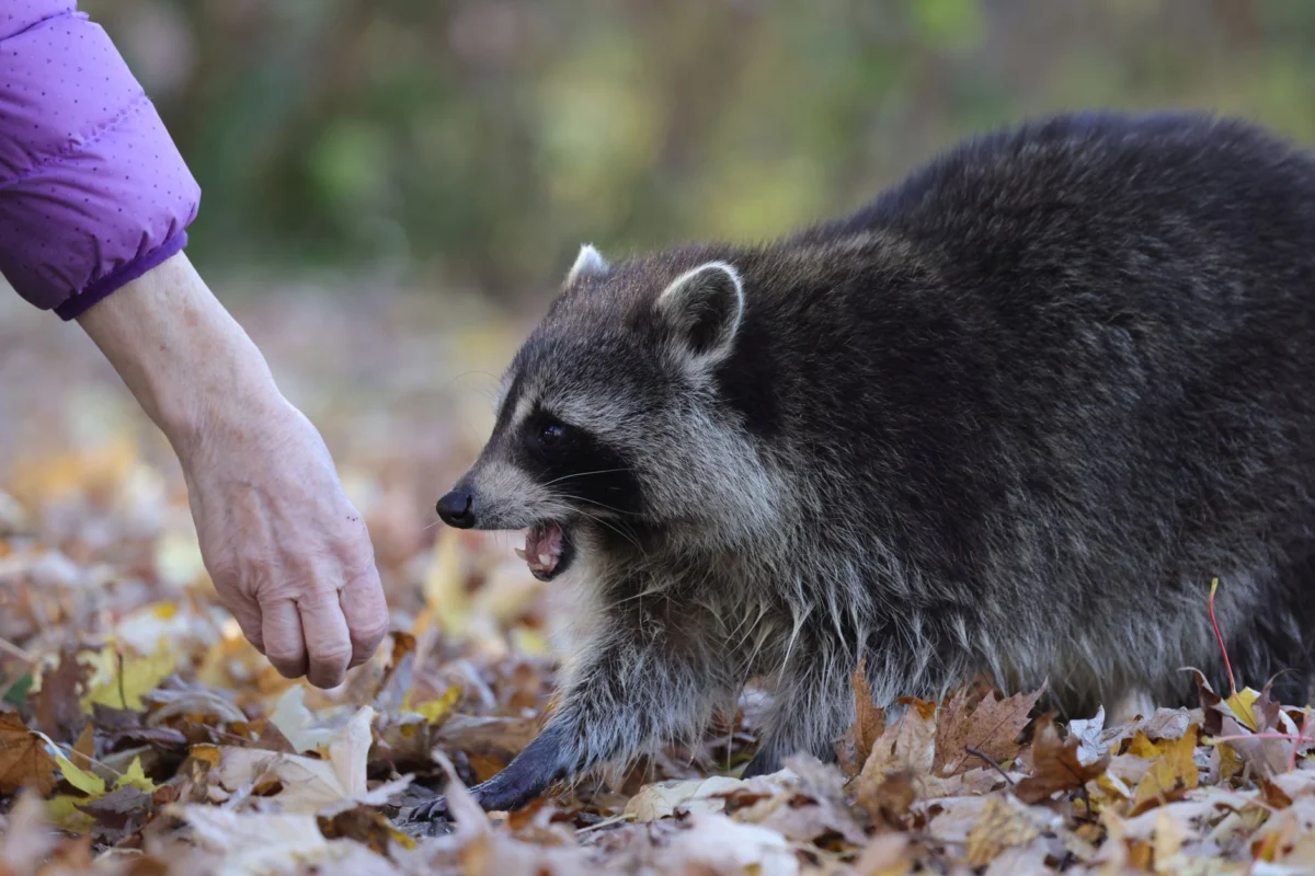 Rabies Cases Rise in Animals, Human Exposures Follow