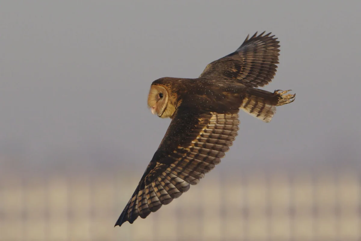 Barn Owls Nesting on Manhattan’s Upper West Side Captivate Residents
